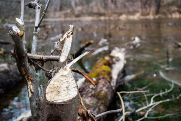 Branches at a pond shore chewed and cut down by beavers