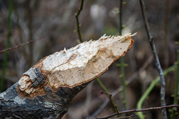 Obraz premium Closeup of a branch near a pond shore that was was chewed down by beavers.