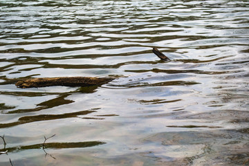 Water in a pond ripples around a log close to the shore.