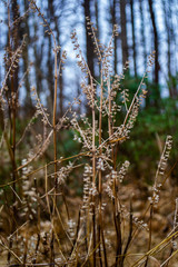 Fototapeta premium wild grasses growing out of a fallen tree