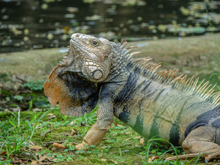 Obraz premium Iguana