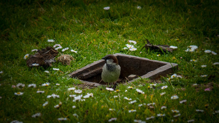 Gorrión vigilante en parque con migas de pan en el suelo, A Coruña.