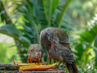 Mother Bird feeding his baby
