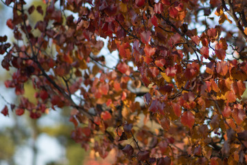 Colorful fall leaves on a sunny day