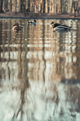 group of ducks swimming in a small pond in Cologne, Germany.