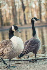 Obraz premium Two Canada Geese at a small pond in Cologne, Germany.