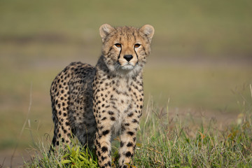 cheetah cub portrait © Dana