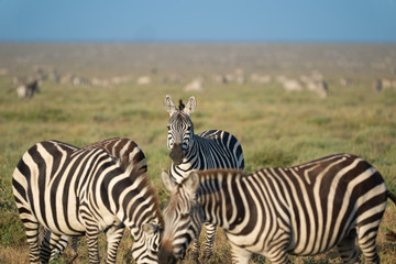 Fototapeta na wymiar curious zebra in africa