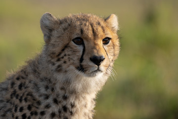 Obraz na płótnie Canvas cheetah cub portrait