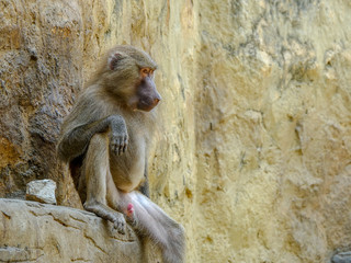 Closeup photo of a Baboon chilling on the rocks