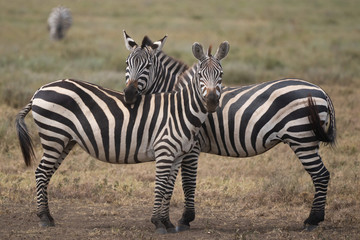 Fototapeta na wymiar pair of zebras in the wild