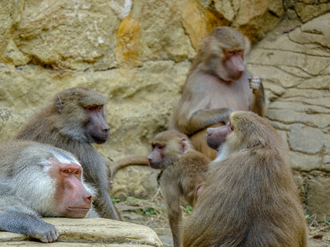 Closeup photo of a group of Baboons