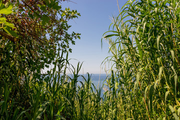 Italy, Cinque Terre, Corniglia, a group of bushes and trees