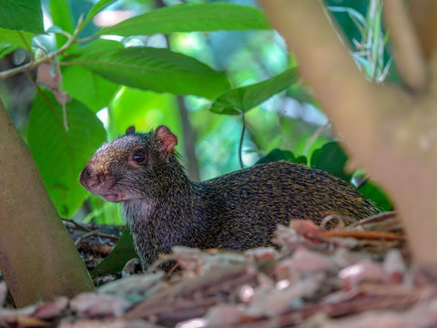 CloseUp picture of an Agouti rodent - Colombian Guatín