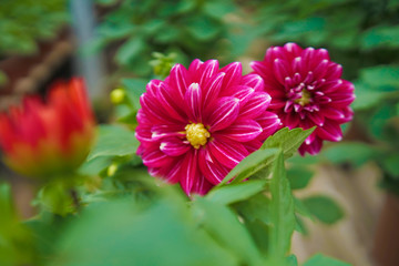 Obraz premium Flower Asteraceae in a greenhouse. 