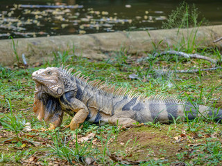 Iguana