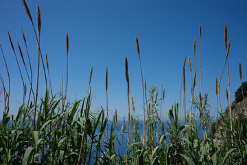 Italy, Cinque Terre, Corniglia, a group of palm trees on a sunny day