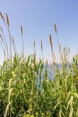 Italy, Cinque Terre, Corniglia, a row of tall grass