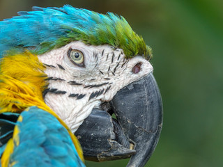 Beautiful Macaw Portrait