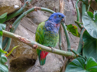 Beautiful Macaw Portrait