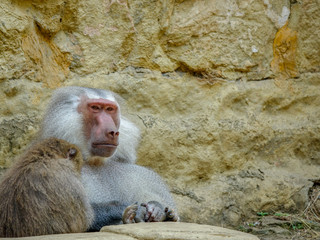 Closeup photo of a Baboon chilling on the rocks