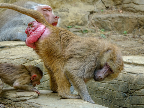 Closeup photo of a Baboon having fun with his child