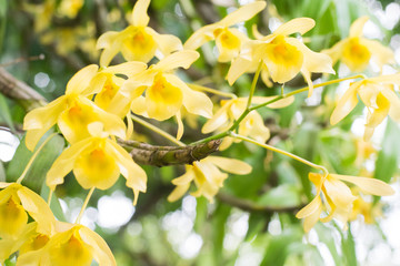 yellow orchids on tree