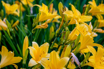 Obraz premium Daylily flowering plant in the garden