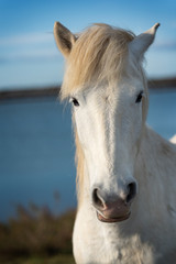 Obraz na płótnie Canvas White horse in Camargue