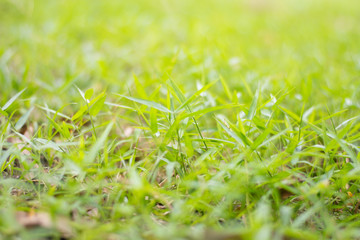 Growing grass background