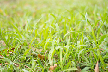 Growing grass background
