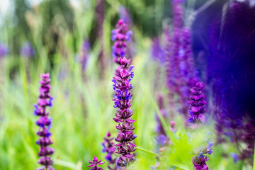 field of lavender flowers