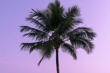 Fototapeta na wymiar Purple palm tree