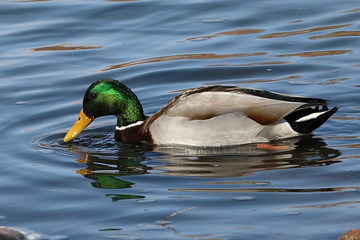duck in the water