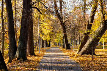 Walking path in the park among the old linden trees, golden autumn, beautiful landscape