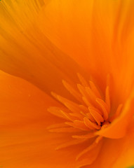 Close up poppy flower in spring