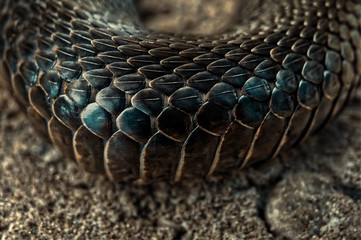Snake skin.Bending snake body with scales in high magnification.