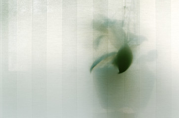 Rolled curtains. Semitransparent canvas of textured curtain fabric and the silhouette of a home plant behind it. Contour light.