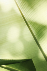 Green banana leaves in nature ,soft pastel color toned.