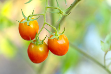 Fresh organic cherry tomatoes shot on the tree.
