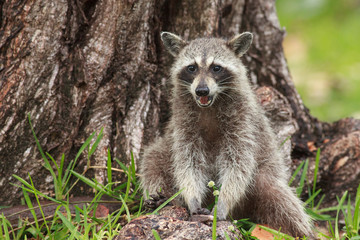 Naklejka premium Procyon lotor sitting close the tree