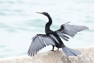 Aningha perched on a rock on the beach 