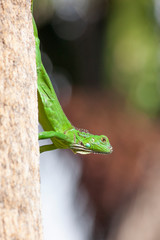 Iguana resting and sunny on a tree