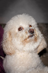 Cute White Dog Posing 