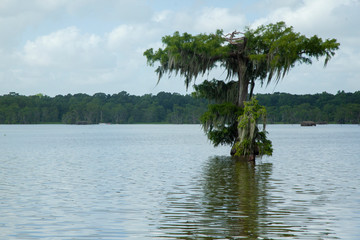 Swamp lake martin lafayette
