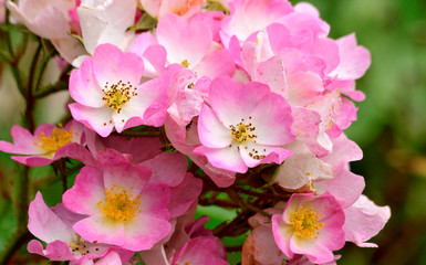 Naklejka premium Rose Portrait.