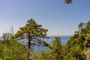 Italy, Cinque Terre, Corniglia, a tree in a forest