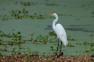 Ardea alba on swamp lake martin lafayette