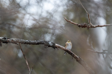 American Goldfinch (Spinus tristis) perched on a branch 