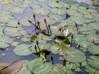 Pond with bunch of water lilly buds